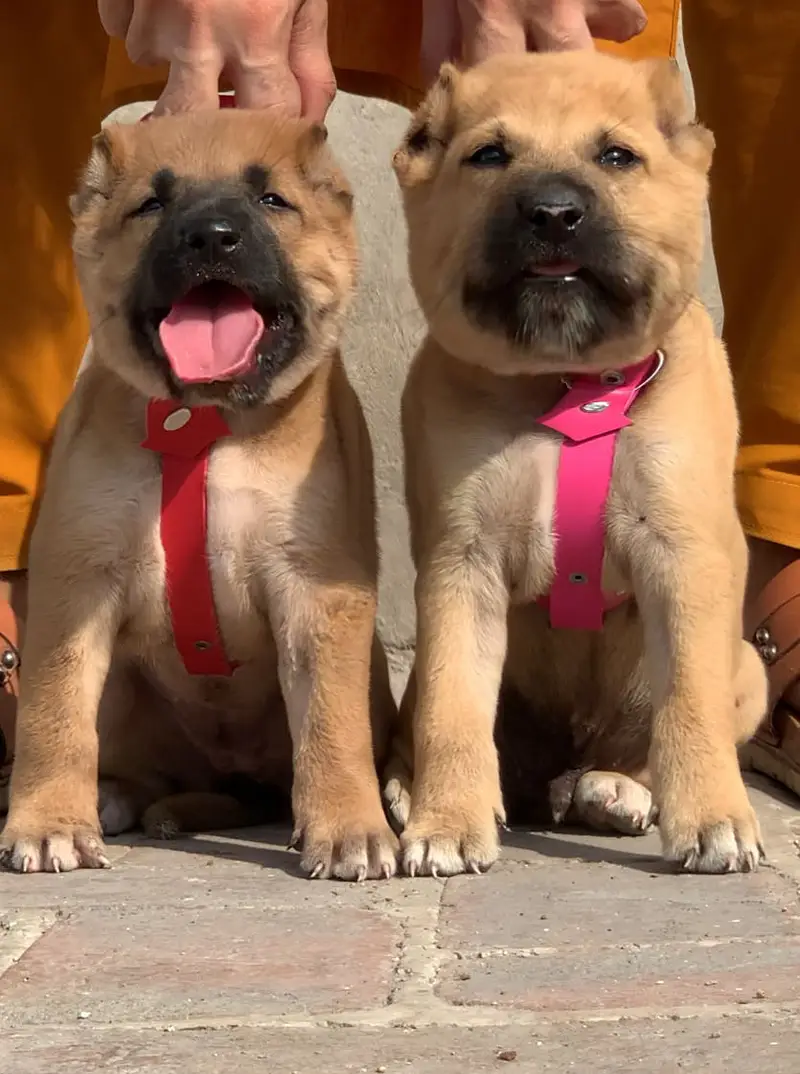 Afghan kochi dog male female 2 month for sale security dog available — photo 2