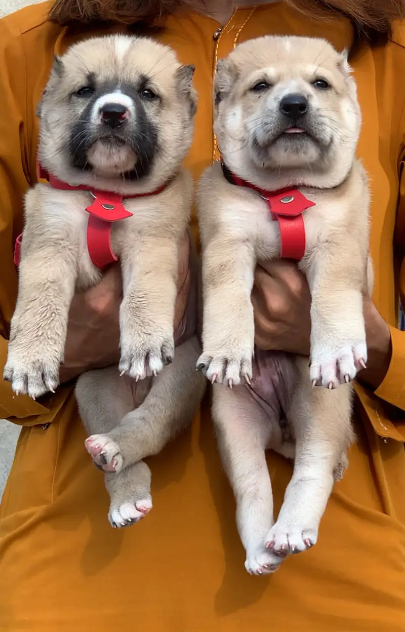Afghan kochi dog male female 2 month for sale security dog available — photo 3