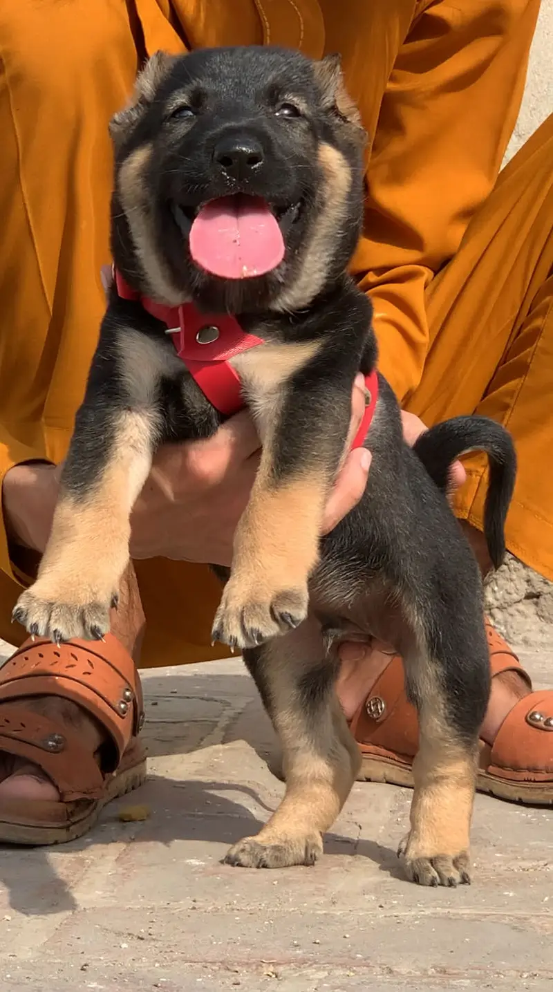 Afghan kochi dog male female 2 month for sale security dog available — photo 4