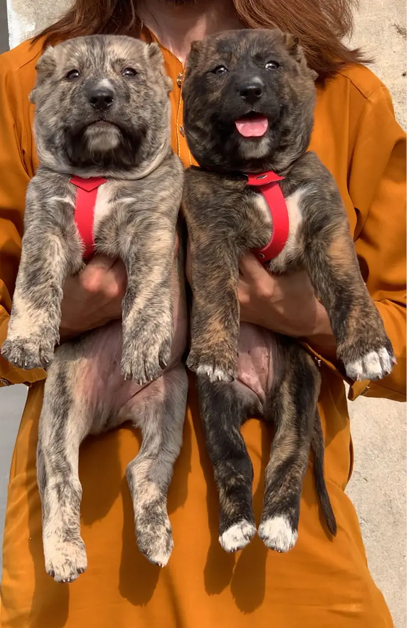 Afghan kochi dog male female 2 month for sale security dog available — photo 5