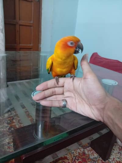 sunconure