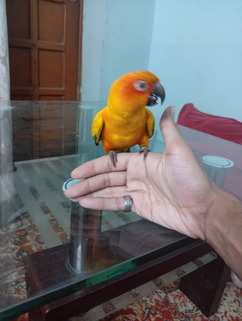 sunconure 0