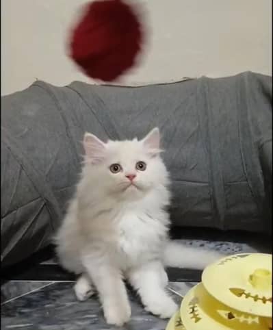 Persian cat and kittens /male/female/triple coat/punch face cat