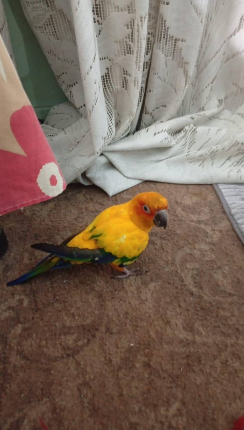 sunconure 1