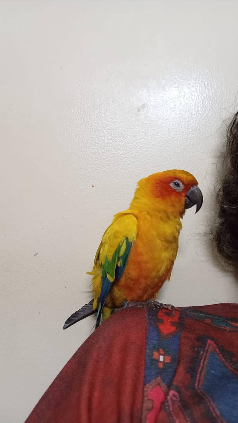 sunconure 2