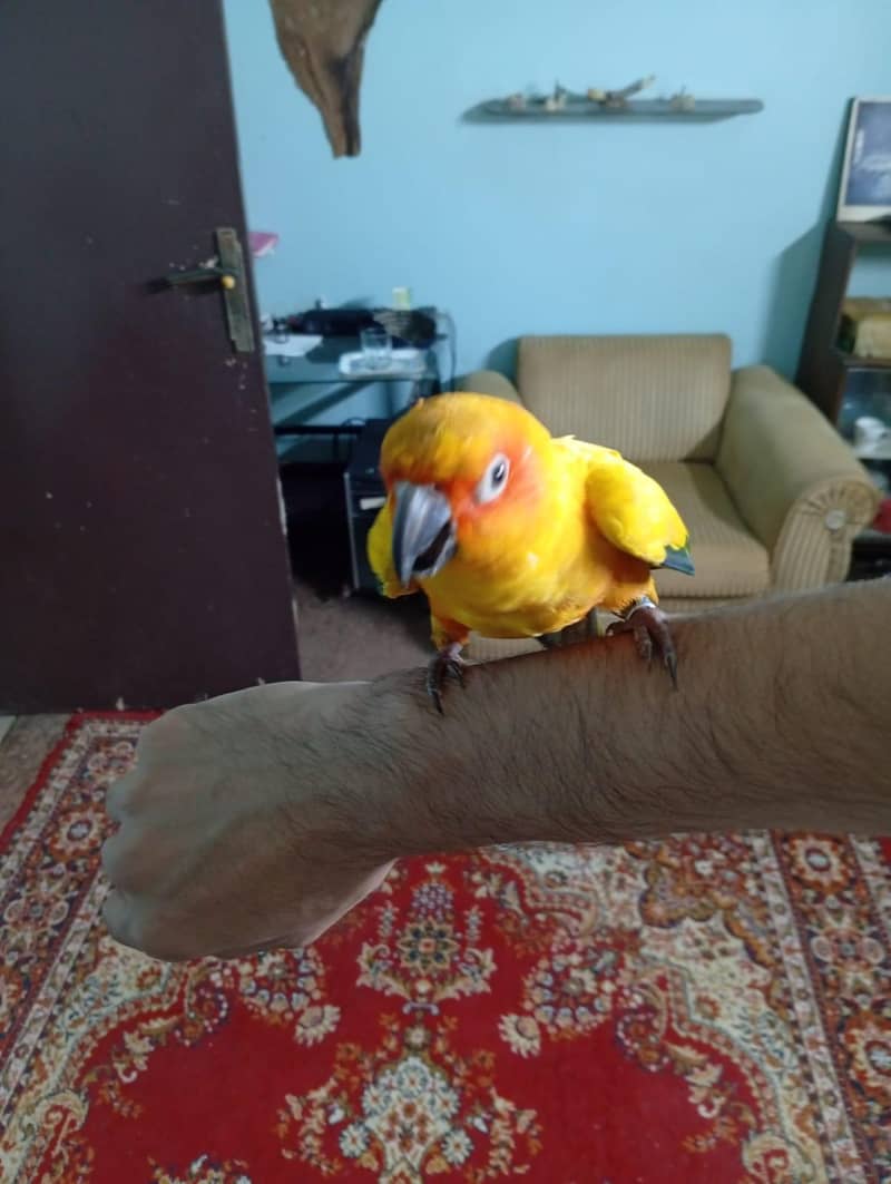 sunconure 3