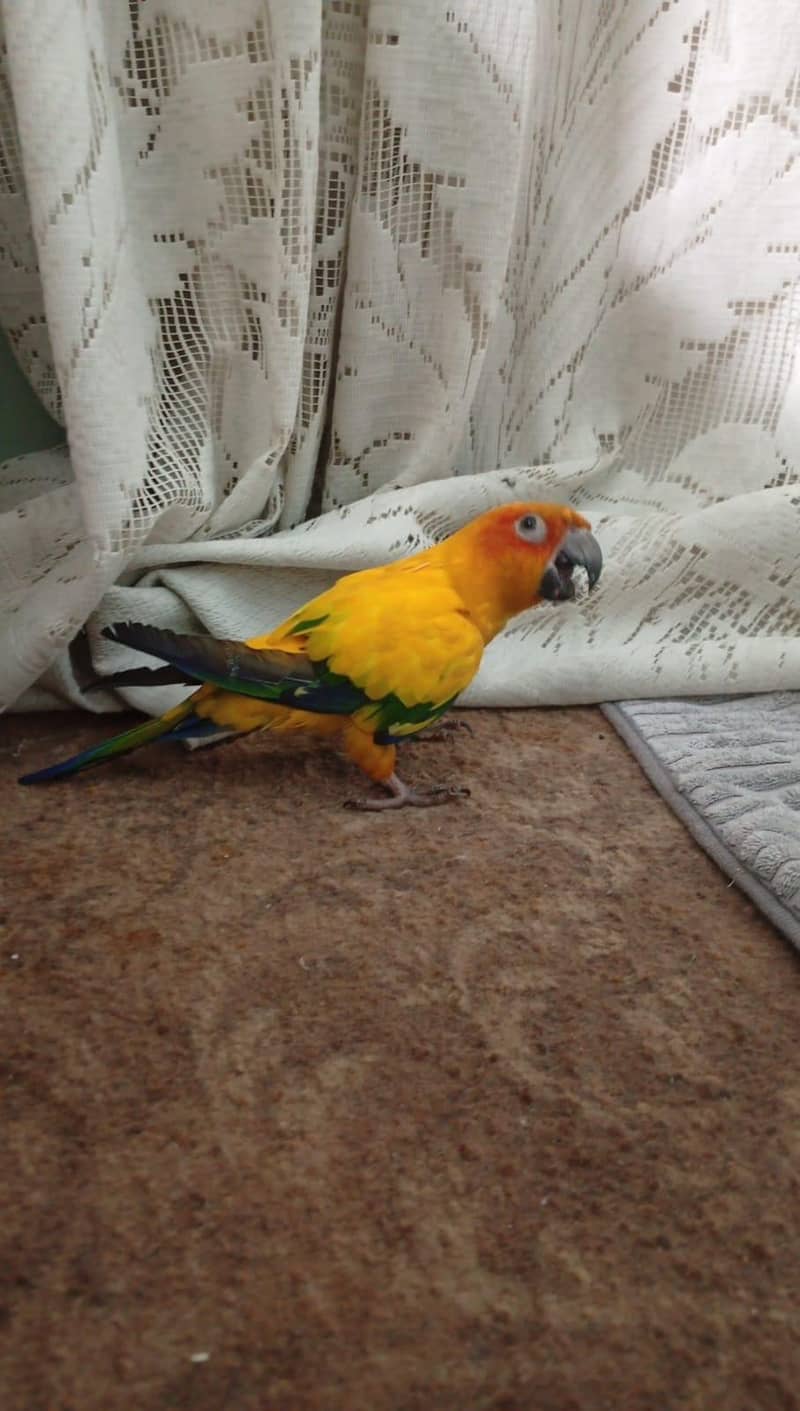sunconure 4