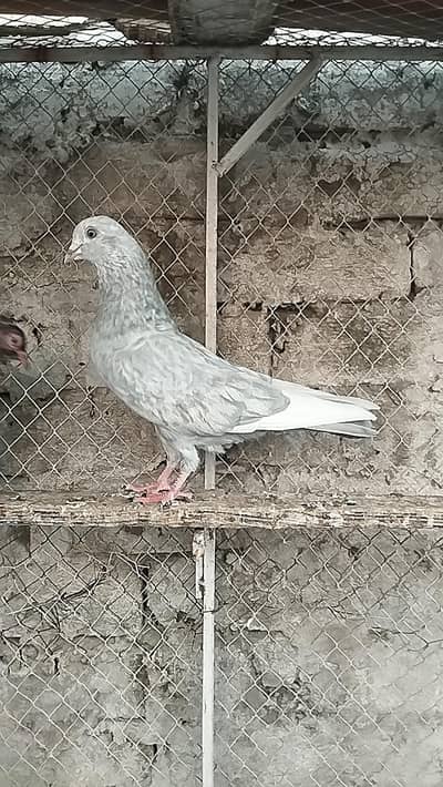 pigeons for sale