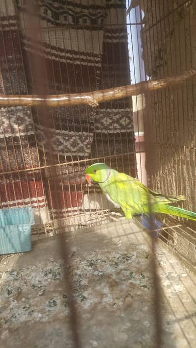 Ringneck male good Quality