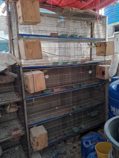 cage with pign cirmino par blue albainuo red eay  green opline
