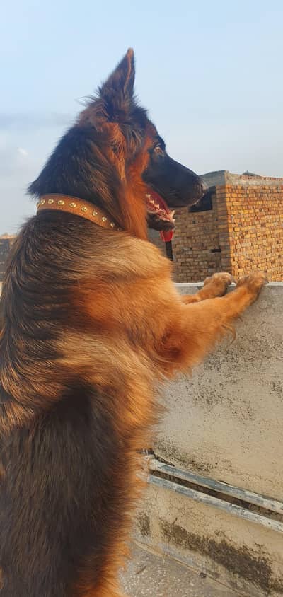 Premium Long Coat German Shepherd female
