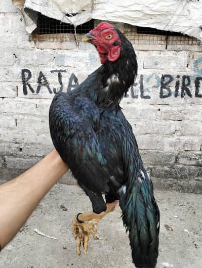 lasani pair or jawa murga available