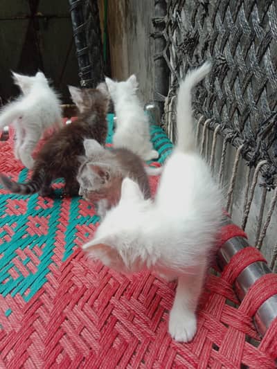 Persian double kote kitten active and healthy