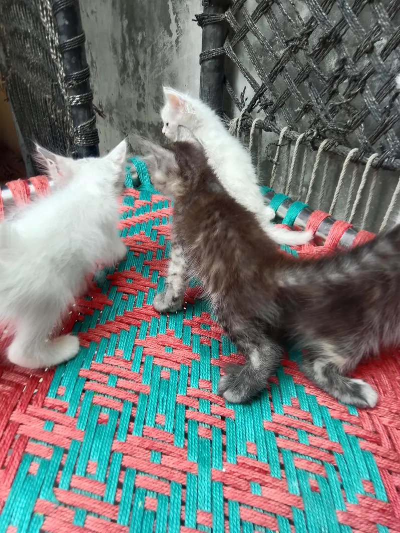 Persian double kote kitten active and healthy — photo 2