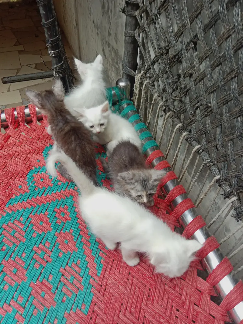 Persian double kote kitten active and healthy — photo 3