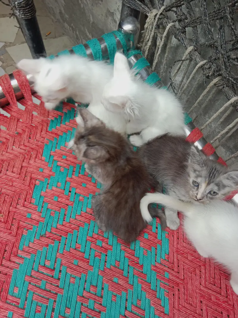 Persian double kote kitten active and healthy — photo 4