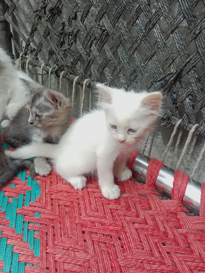 Persian double kote kitten active and healthy — photo 5