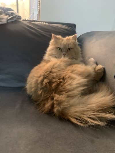 Light brown Persian Cat for sale plus Jet box,z litter and Food