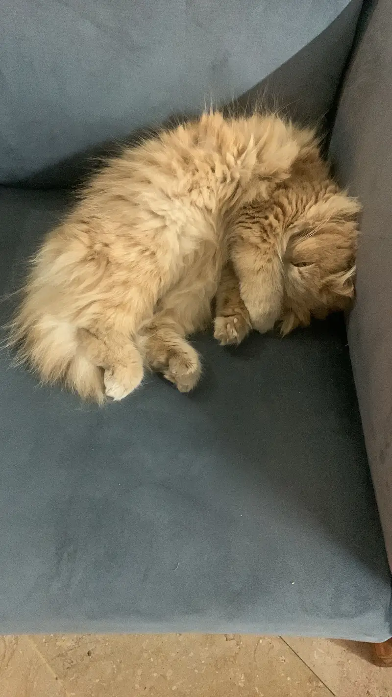 Light brown Persian Cat for sale plus Jet box,z litter and Food — photo 2