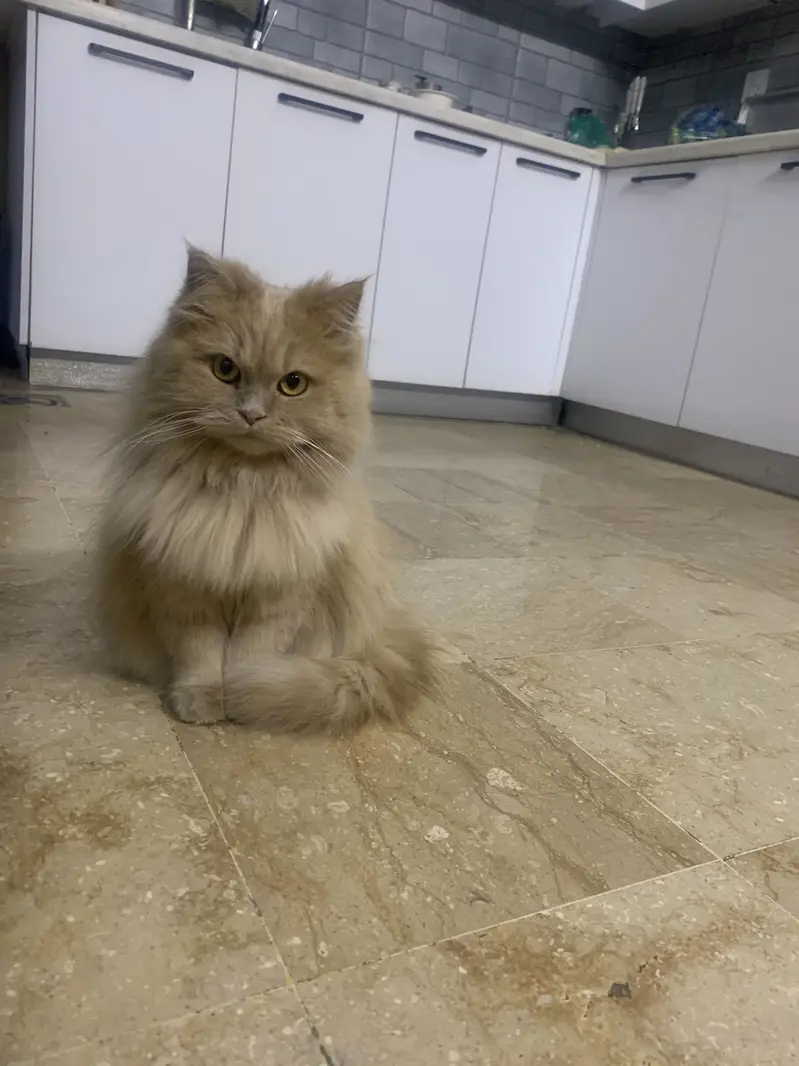 Light brown Persian Cat for sale plus Jet box,z litter and Food — photo 3