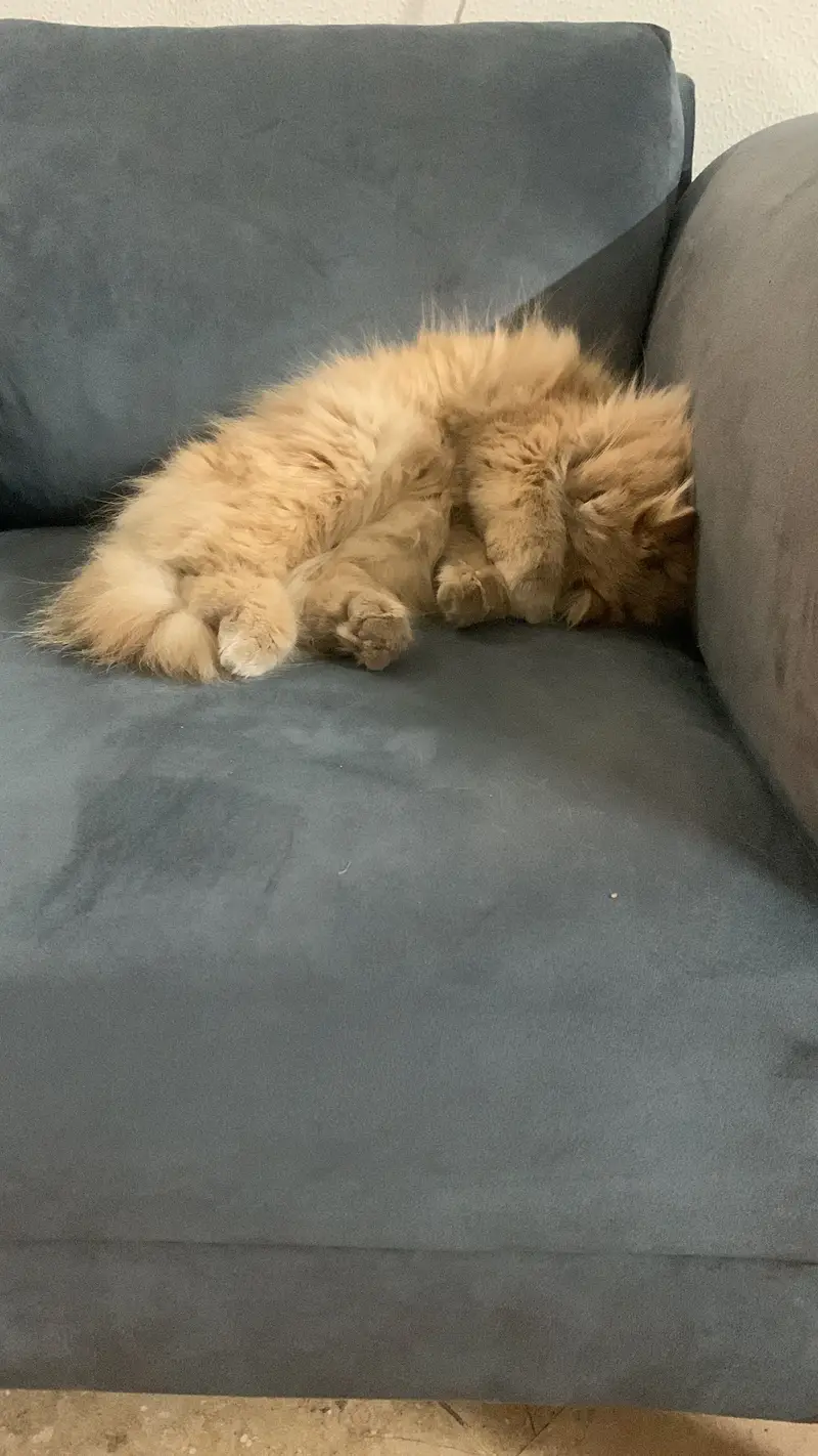 Light brown Persian Cat for sale plus Jet box,z litter and Food — photo 4