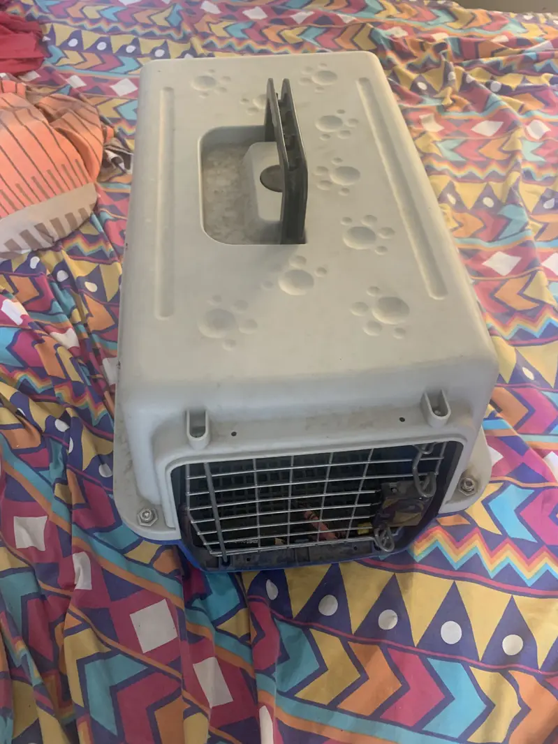 Light brown Persian Cat for sale plus Jet box,z litter and Food — photo 5