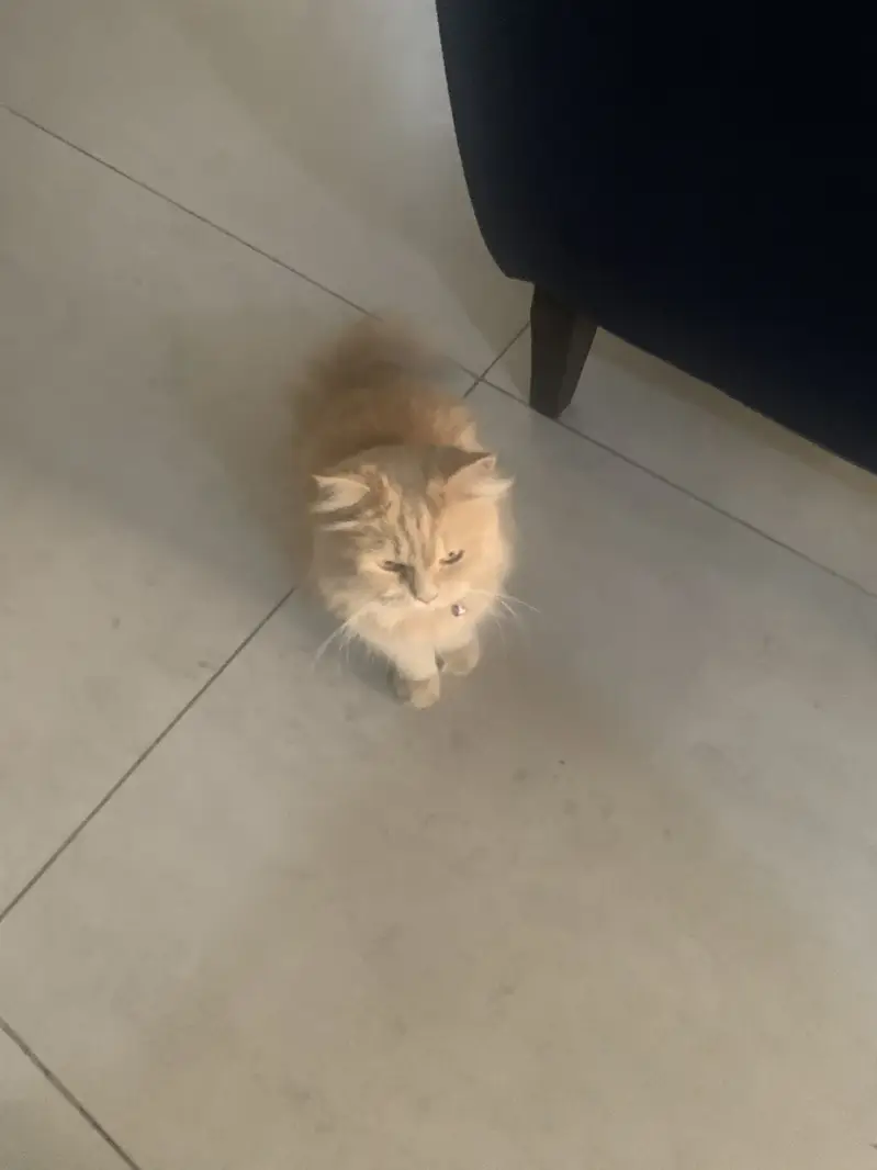 Light brown Persian Cat for sale plus Jet box,z litter and Food — photo 6