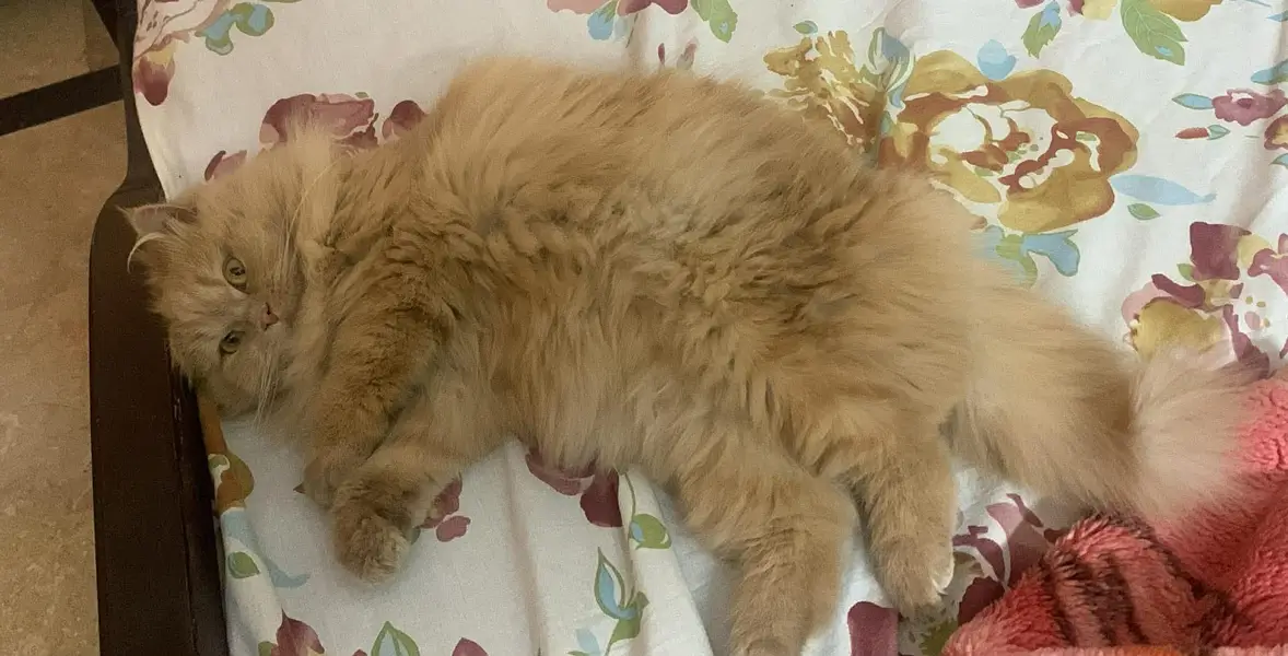 Light brown Persian Cat for sale plus Jet box,z litter and Food — photo 7
