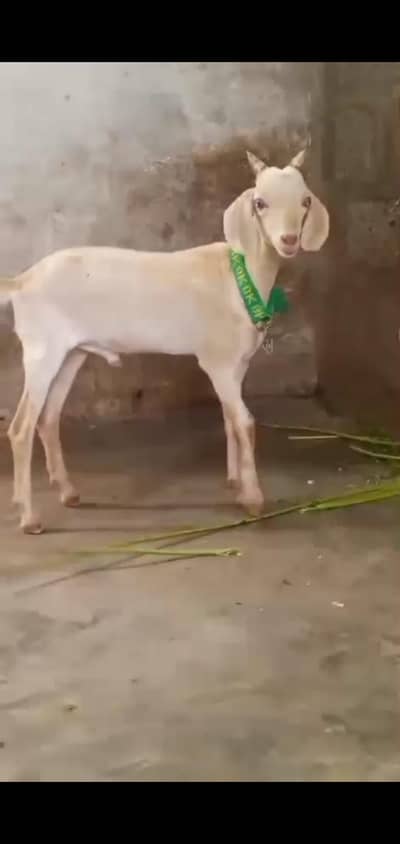 tapra
