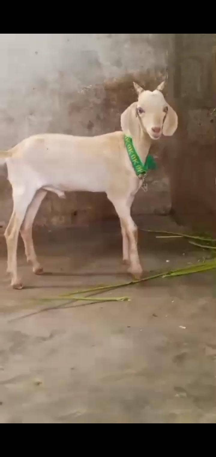 tapra 0