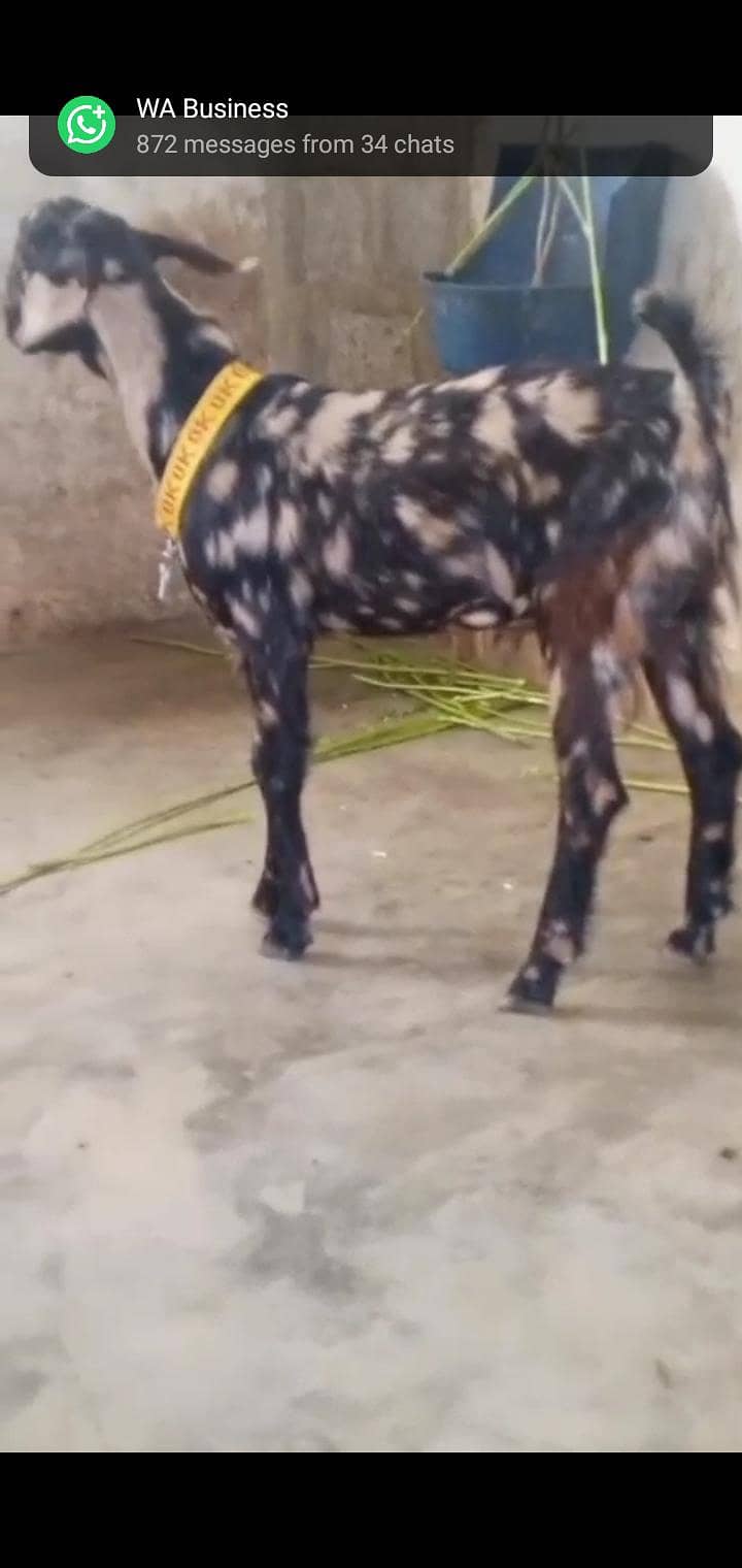 tapra 1