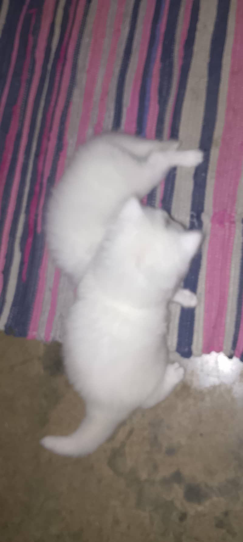 Persian pair 2