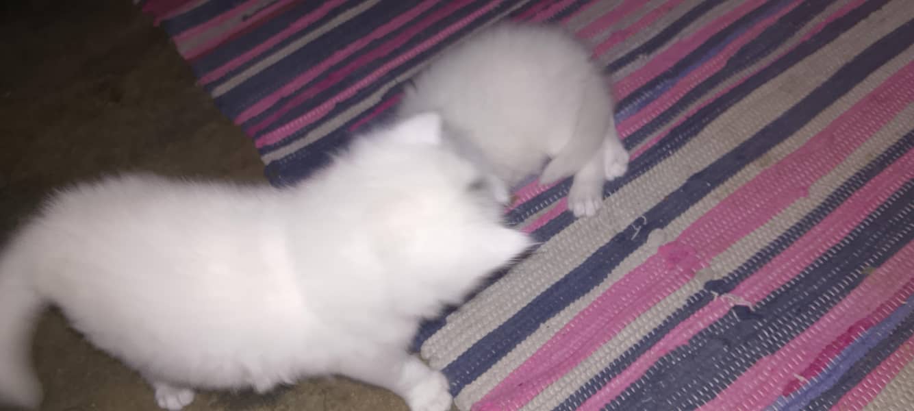Persian pair 4