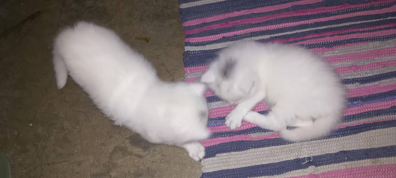 Persian pair 6