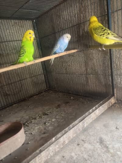 king pair