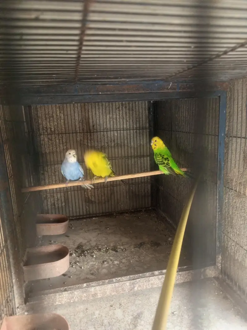 king pair — photo 2