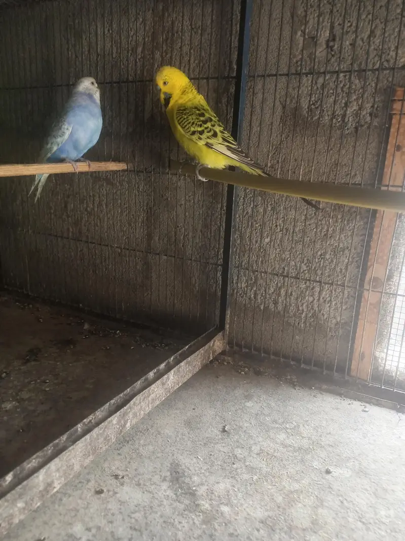 king pair — photo 3