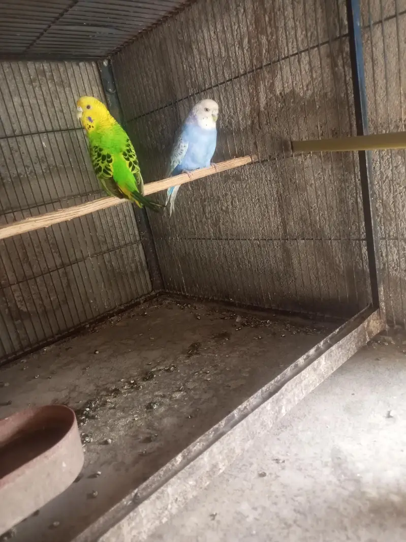 king pair — photo 4