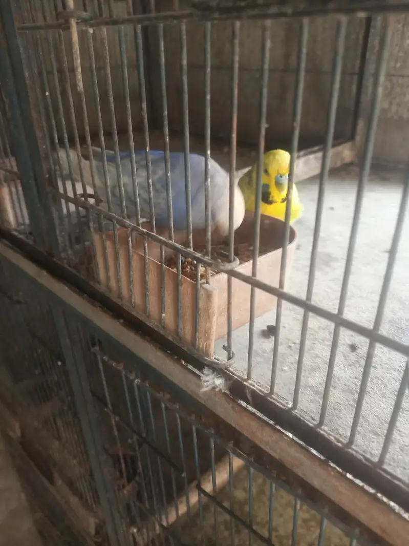 king pair — photo 5