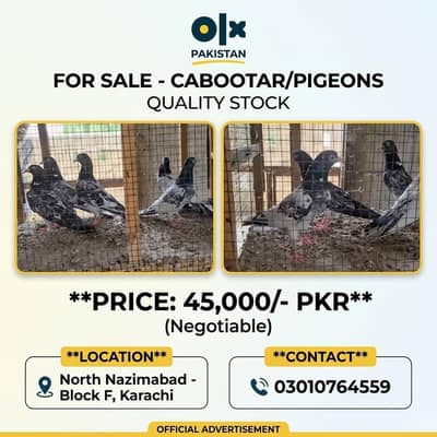 Top Quality stock Pigeons Available - urgent Sale 45k