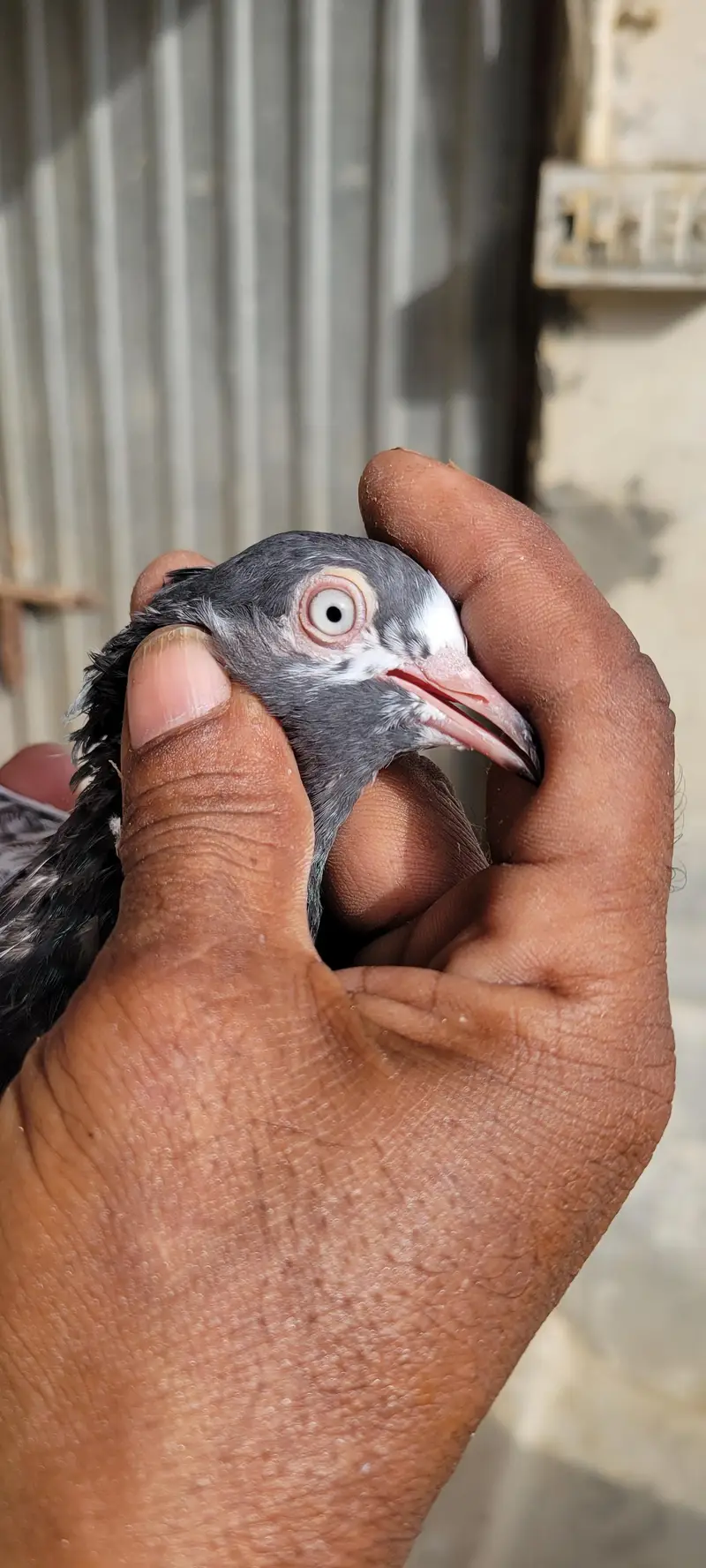 Top Quality stock Pigeons Available - urgent Sale 45k — photo 3