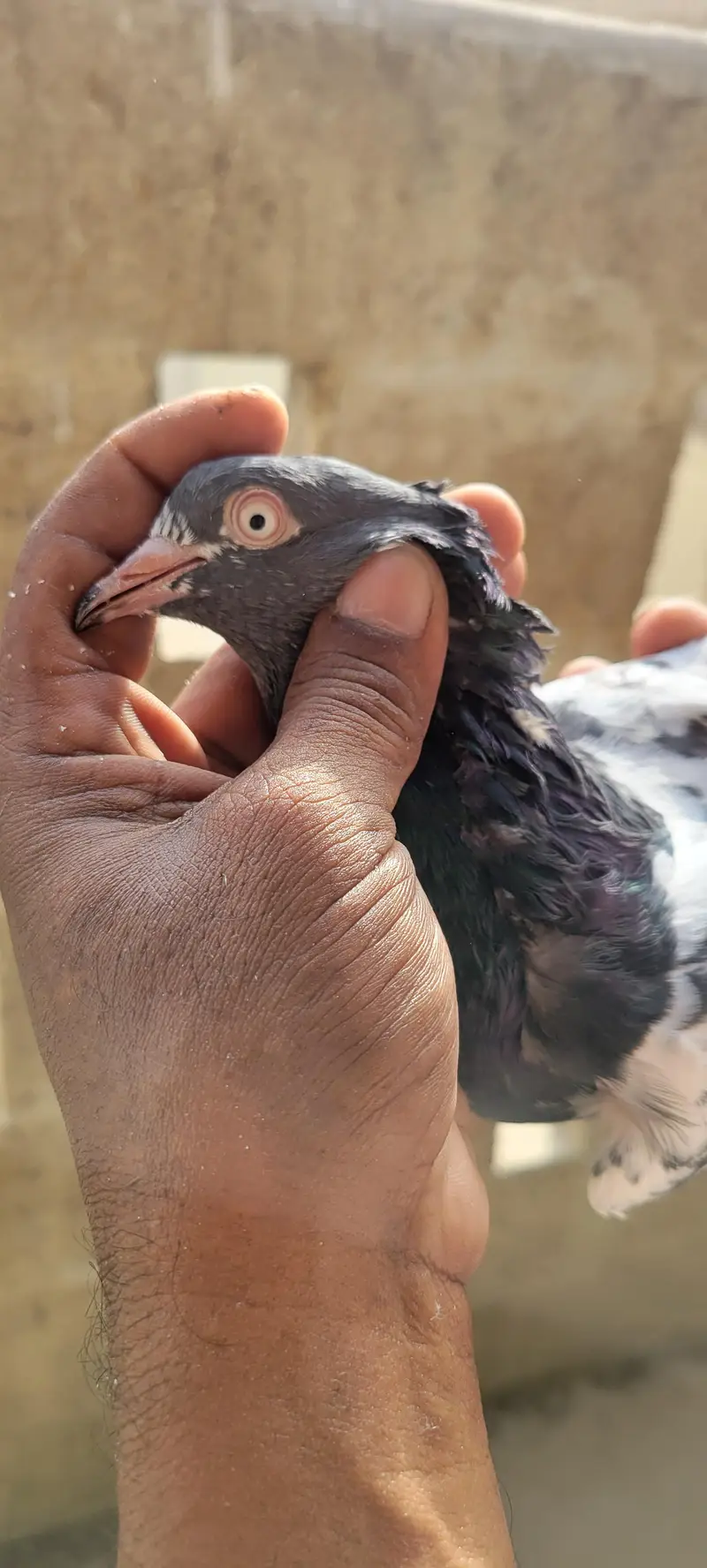 Top Quality stock Pigeons Available - urgent Sale 45k — photo 6