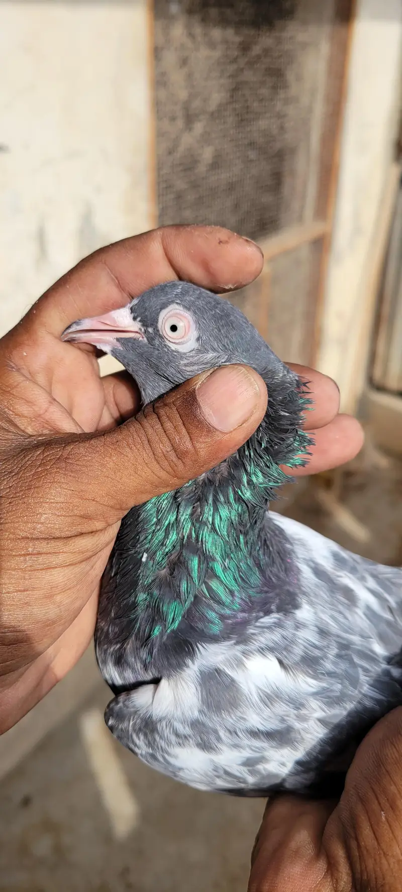 Top Quality stock Pigeons Available - urgent Sale 45k — photo 9