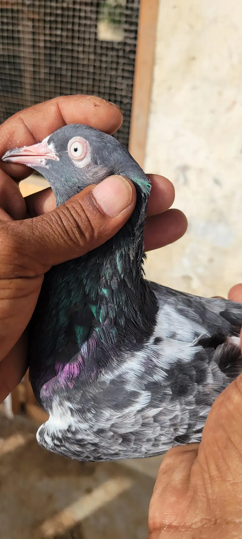 Top Quality stock Pigeons Available - urgent Sale 45k — photo 10