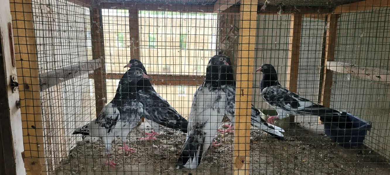 Top Quality stock Pigeons Available - urgent Sale 45k — photo 11