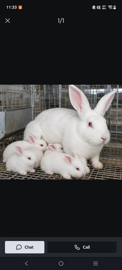 new Zealand white breeder rabbit 03074737720