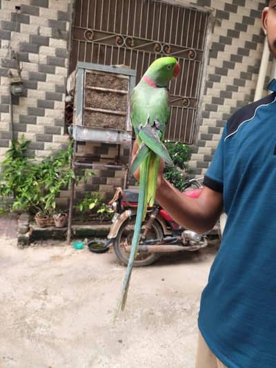 raw parrot male