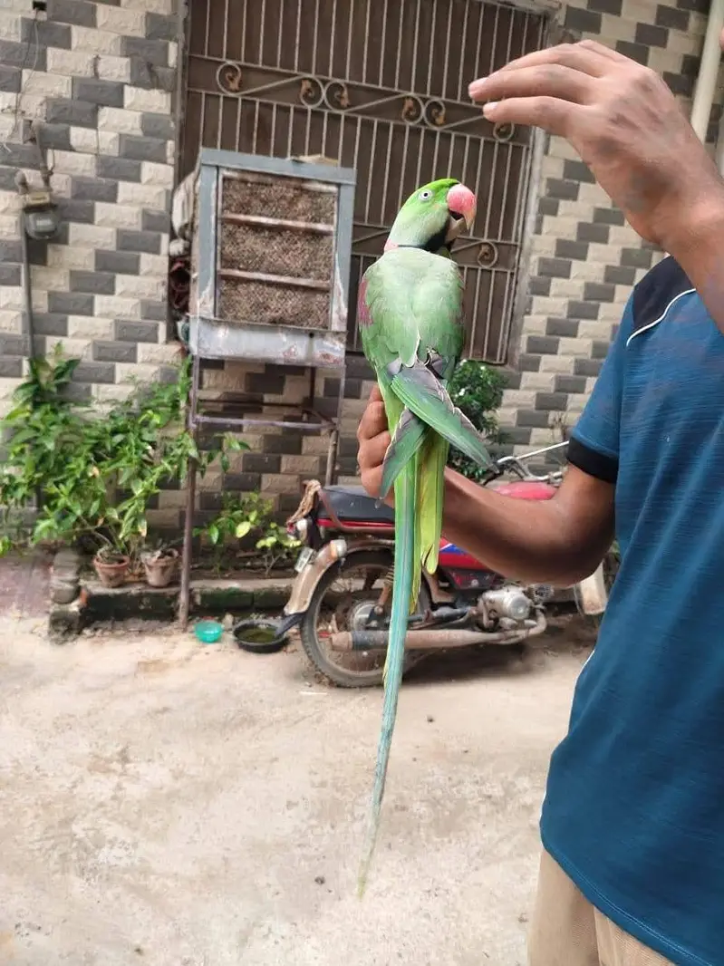 raw parrot male — photo 2
