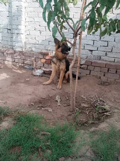 High quality long coat German shepherd puppy