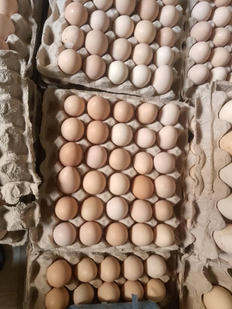Desi Eggs 40 0